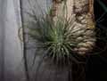 Bromeliaceae-Tillandsia-argentea-Filles-de-l-air.jpg