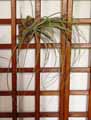 Tillandsia balbisiana