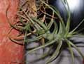 Bromeliaceae-Tillandsia-bergerii-Filles-de-l-air.jpg