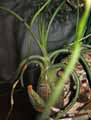 Tillandsia butzii