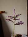 Tillandsia cacticola
