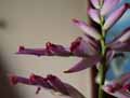 Tillandsia cacticola