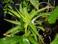 Tillandsia cacticola
