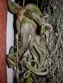 Tillandsia caput medusae