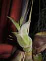 Tillandsia caput medusae