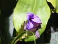 Tillandsia cyanea