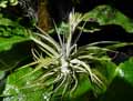 Tillandsia didisticha