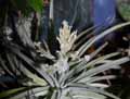 Tillandsia didisticha