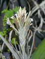 Tillandsia didisticha