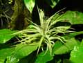 Tillandsia didisticha