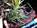 Tillandsia dorothea