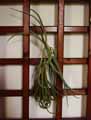 Tillandsia duratii