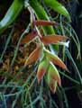 Tillandsia dyeriana