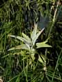 Tillandsia edithiae