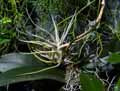 Tillandsia ehlersiana
