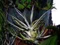 Tillandsia ehlersiana
