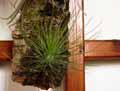Tillandsia filifolia