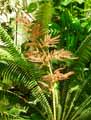 Tillandsia fraseri