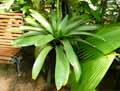 Tillandsia fraseri