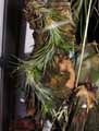 Tillandsia funckiana
