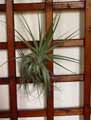 Tillandsia gardneri