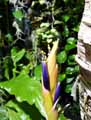 Tillandsia harrisii