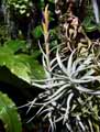 Tillandsia harrisii