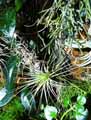 Tillandsia heteromorpha