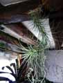 Tillandsia heteromorpha