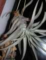 Tillandsia hondurensis