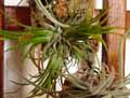 Tillandsia ionantha