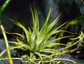 Tillandsia ionantha