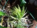 Tillandsia ionantha