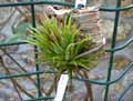 Tillandsia ionantha