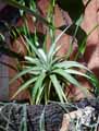 Tillandsia ixioides