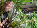 Tillandsia juncea