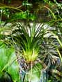 Tillandsia punctulata