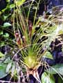 Tillandsia punctulata