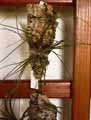 Tillandsia setacea