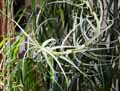 Tillandsia sp.