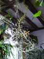 Tillandsia sp.