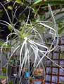 Tillandsia straminea