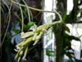 Tillandsia straminea
