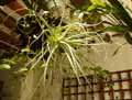 Tillandsia straminea