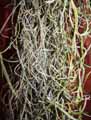 Tillandsia usenoides