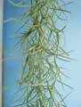 Tillandsia usneoides