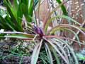 Tillandsia velutina