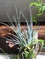 Tillandsia x lorentziana