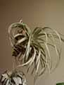 Tillandsia xerographica