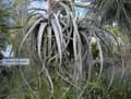Tillandsia xerographica